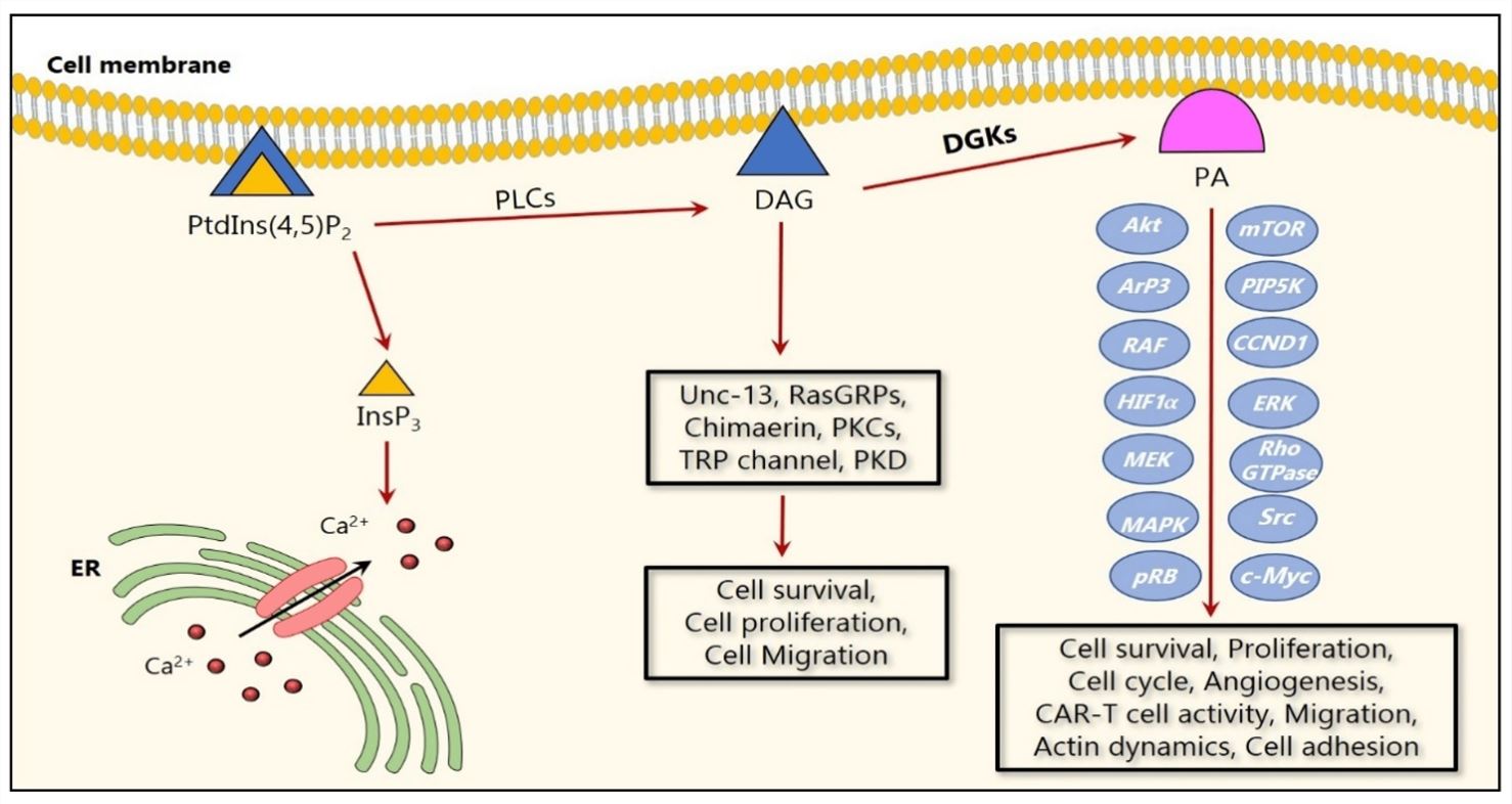 Cartoon representation of DGK signaling in cancer